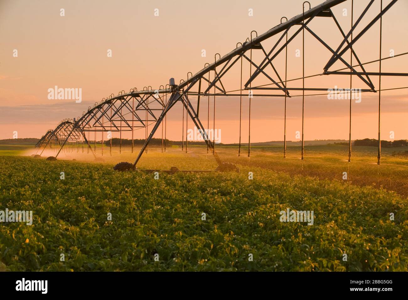 Un système d'irrigation à pivot central irrigue les pommes de terre,Tiger Hills, Manitoba, Canada Banque D'Images