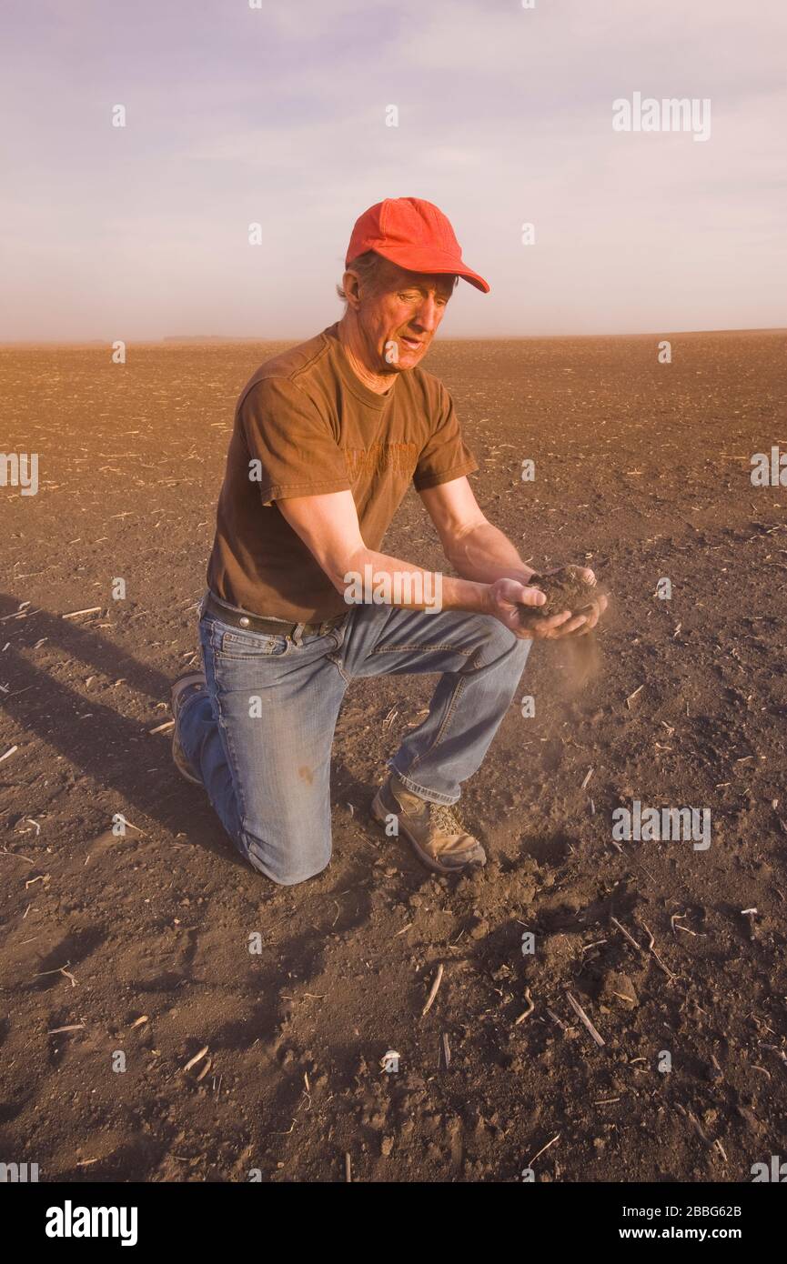 Un homme possède un sol de premier plan dans un champ dévasté par la sécheresse, Tiger Hills, Manitoba, Canada Banque D'Images