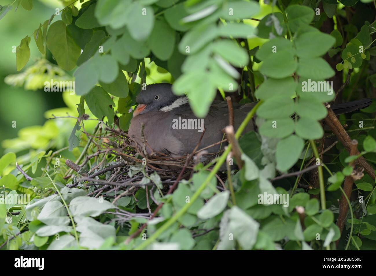 Pigeon ramier / Ringeltaube ( Columba palumbus ) nidification, reproduction, leurs œufs, l'éclosion, caché dans un arbre, très prudent et secret, l'Europe. Banque D'Images
