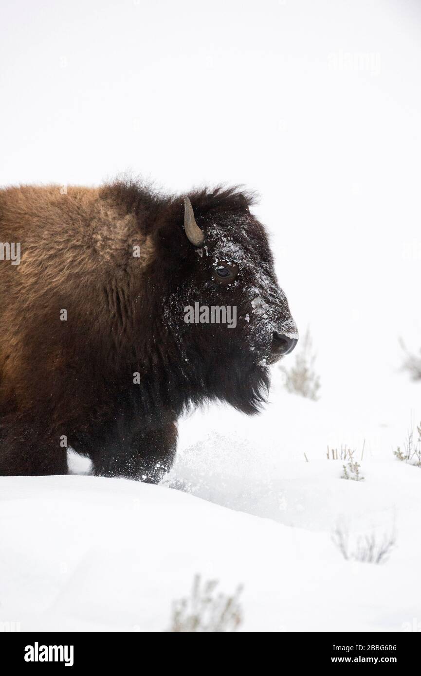 Bison américain / Bison Amerikanischer ( Bison bison ) en hiver, gros plan, en avant-plan, en marchant dans la neige élevée, parc national de Yellowstone, Wyoming, États-Unis Banque D'Images