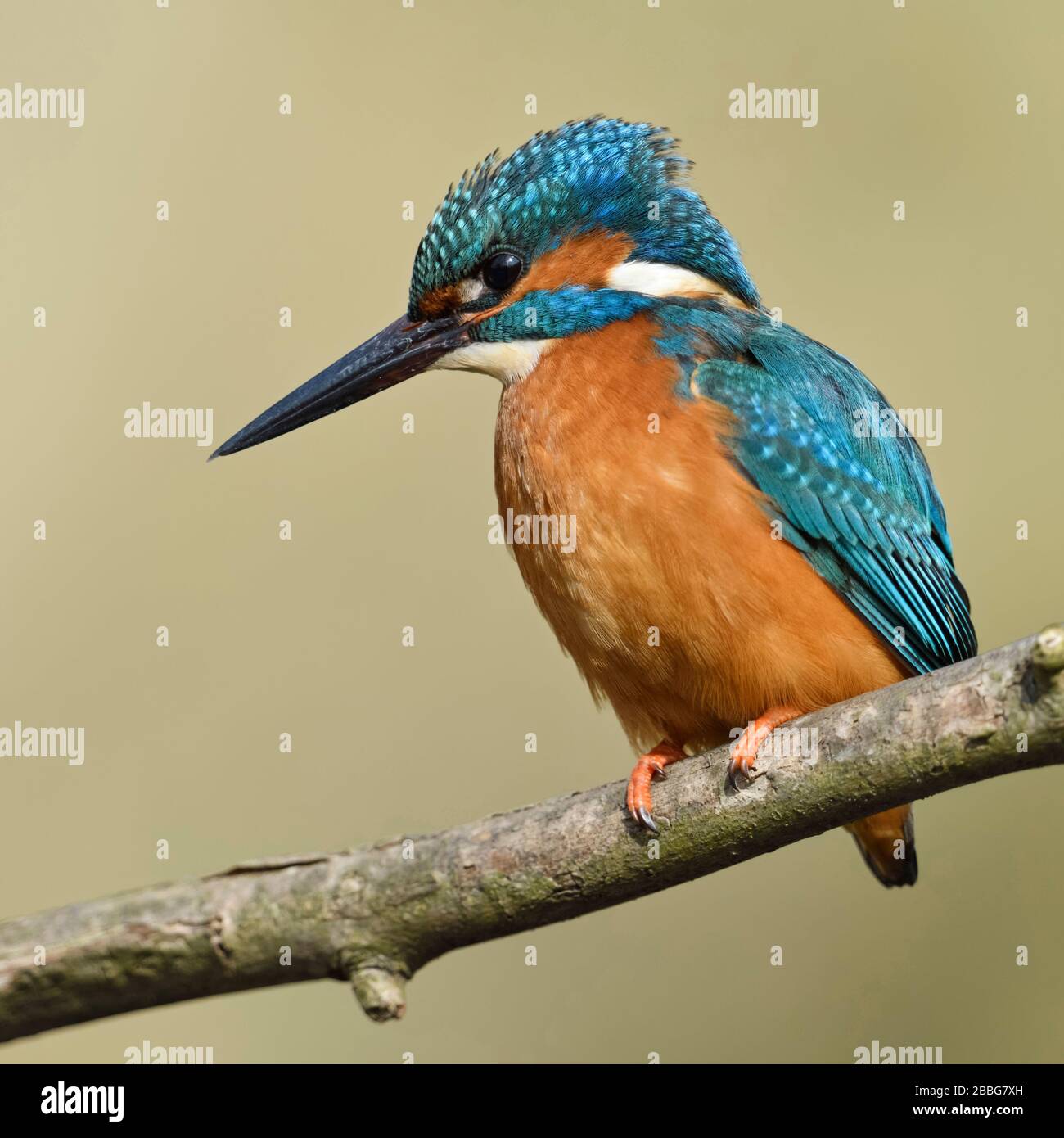 / Kingfisher Alcedo atthis Optimize ( ), homme oiseau, perché sur une branche pour la chasse, la regardant attentivement, détaillée Vue de côté, la faune, l'Europe. Banque D'Images