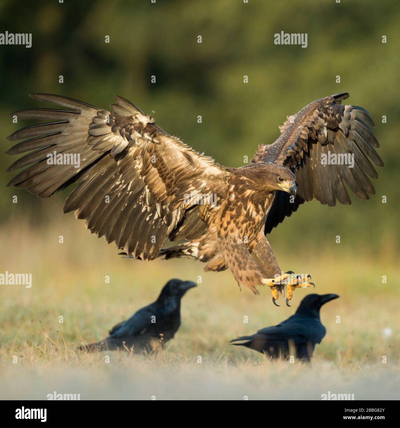 Aigle à queue blanche / Aigle marin / Seeadler ( Haliaetus albicilla ) juvénile, atterrissage sur un pré à côté de quelques corbeaux, ailes ouvertes, lumière du matin tôt, Banque D'Images