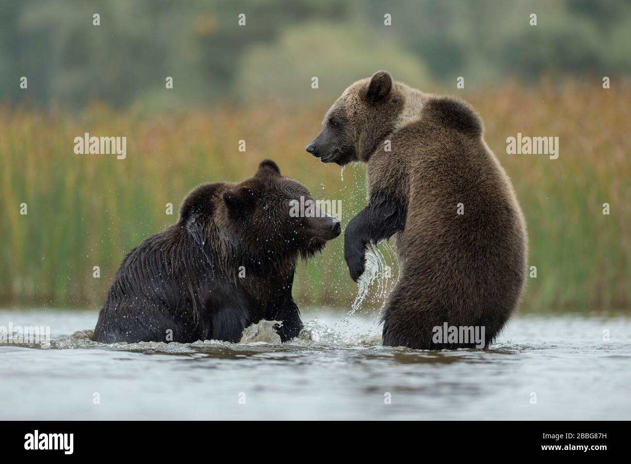 Les ours bruns d'eurasie Europaeische / Braunbaeren ( Ursus arctos ) combats, luttant, ludique combat entre deux adolescent dans les eaux peu profondes d'un lac Banque D'Images