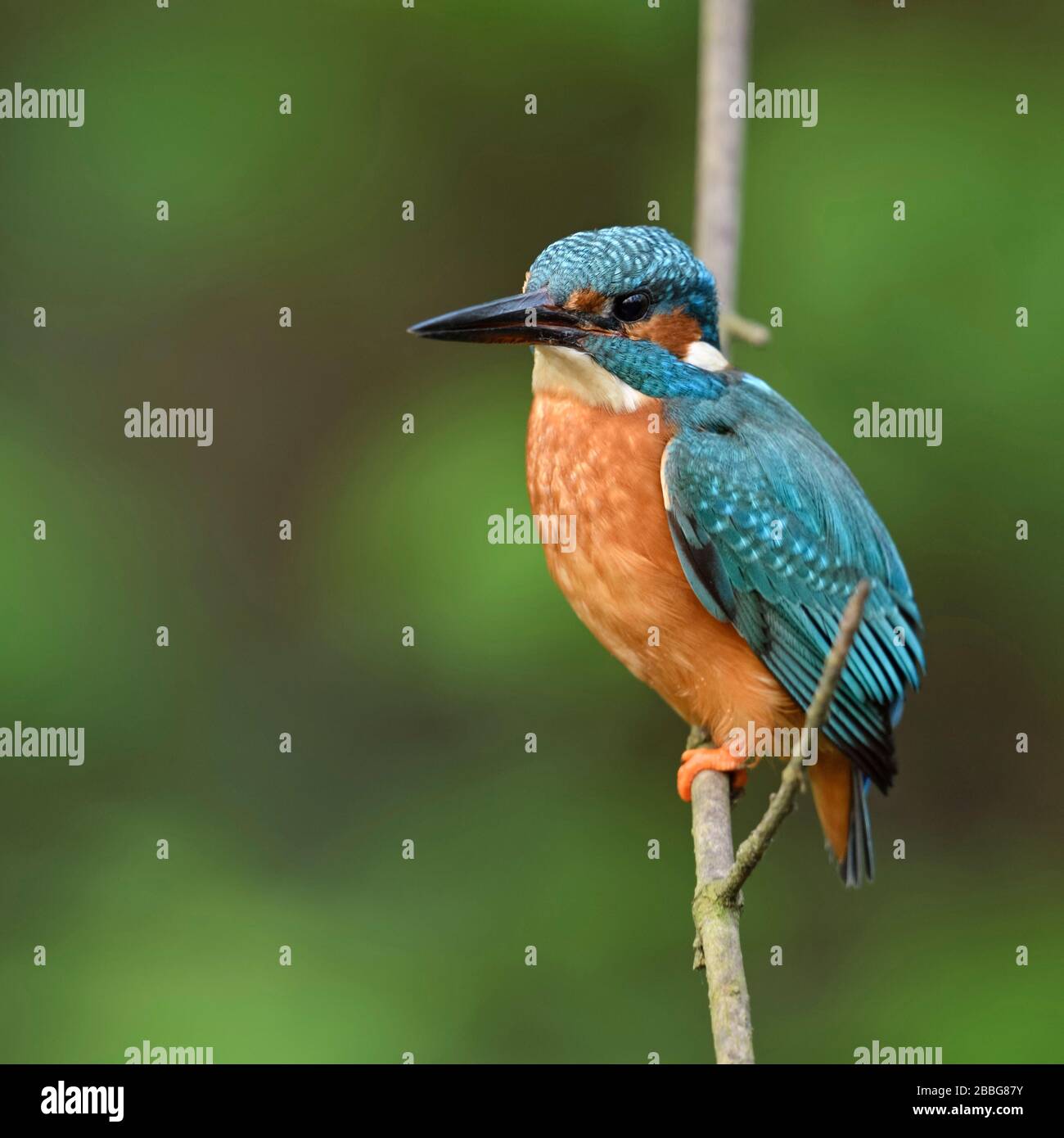 Kingfisher eurasien ( Alcedo atthis / Optimize ) homme adulte au printemps, perché sur une branche, belle arrière-plan, Vue de côté, la faune, l'Europe. Banque D'Images