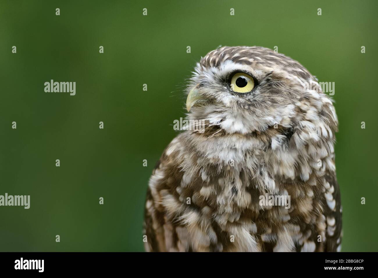 Little Owl / Minervas Owl ( Athene noctua ), petite espèce de chouette, répandue dans toute l'Europe, a l'air mignon et drôle, yeux jaunes. Banque D'Images