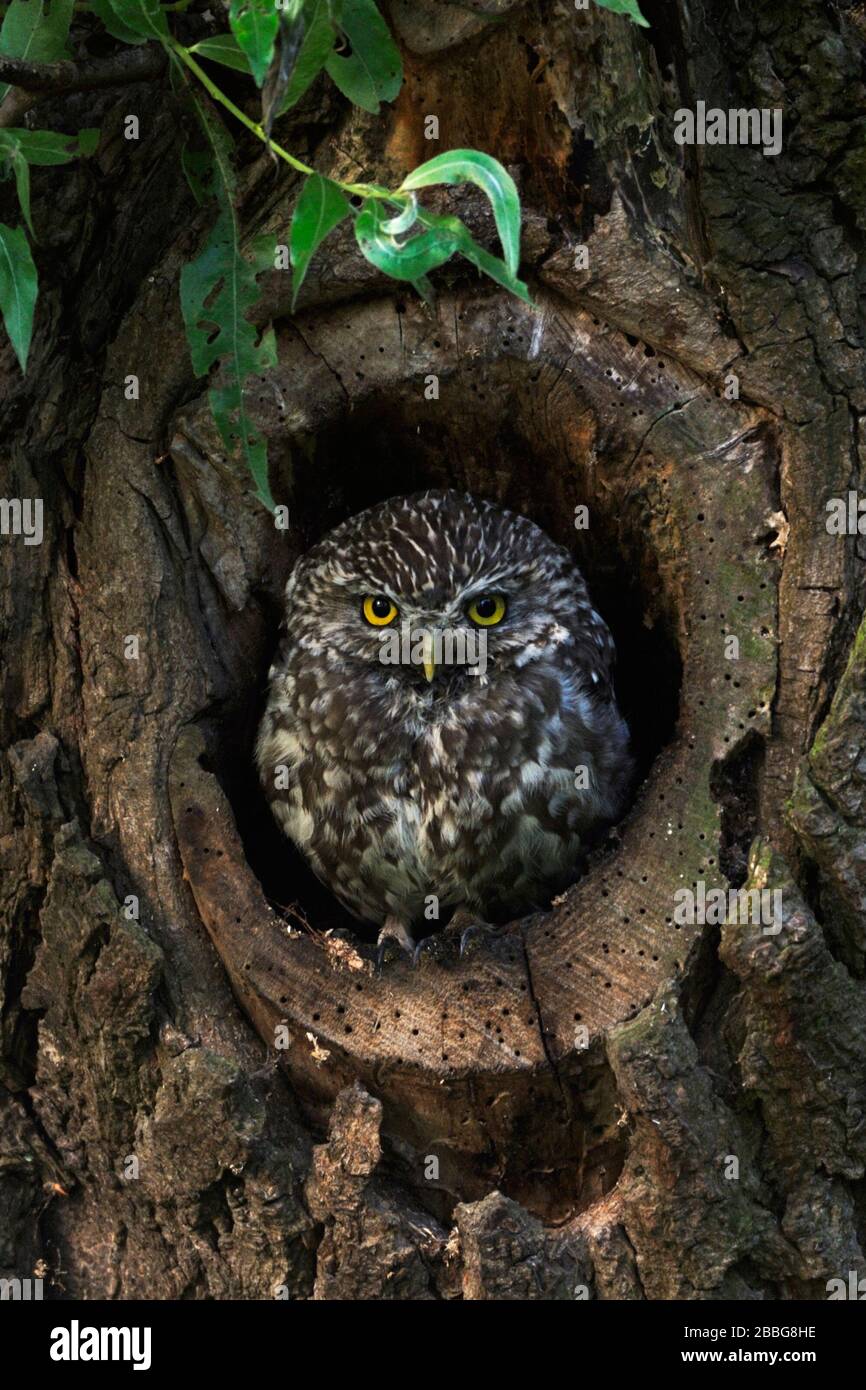 Petit hibou / Chouette / Steinkauz Minervas ( Athene noctua ) assis, se reposant dans, regarder hors de creux d'arbres naturelles dans un vieux pollard Willow, la faune Eu Banque D'Images