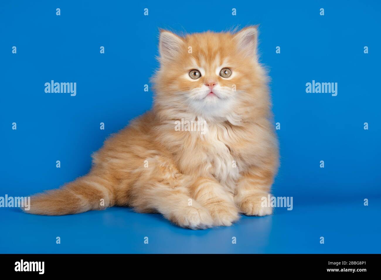 Photographie de studio de chat droit de haute terre sur des arrière-plans colorés Banque D'Images