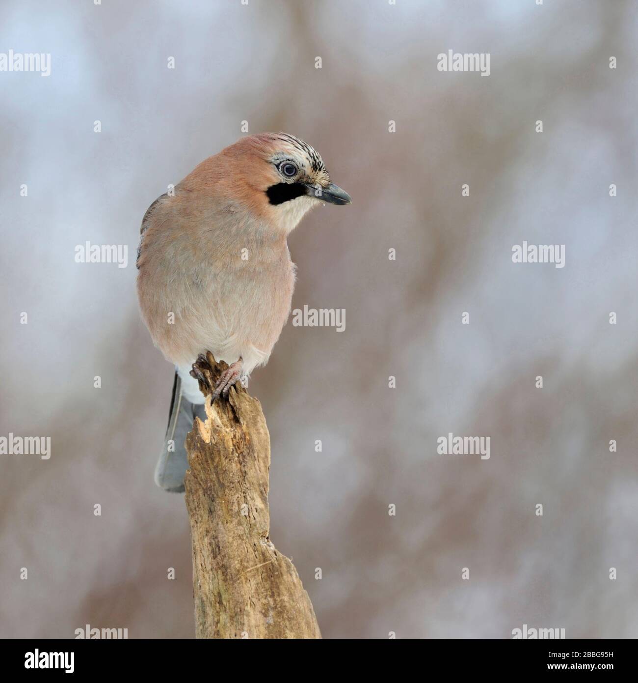 Eurasian Jay / Eichelhaeher ( Garrulus glandarius ), perché au sommet d'un vieux arbre pourri, regardant attentivement autour, la faune, l'Europe. Banque D'Images