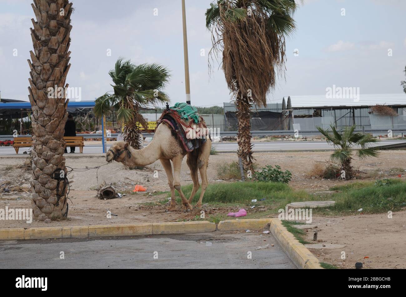 Camel dromadaire dans le désert en Israël Banque D'Images