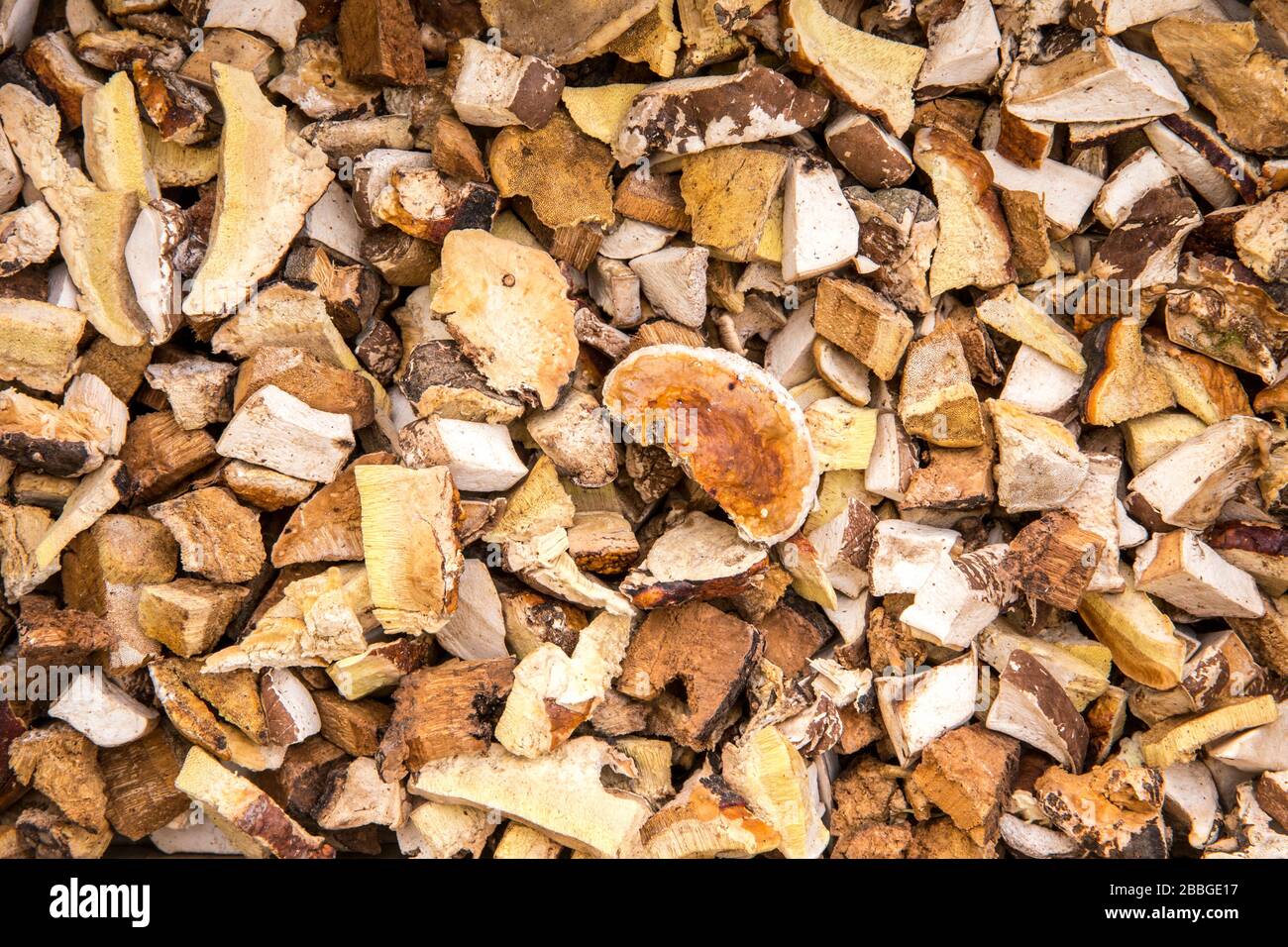 De petits morceaux séchés de Fomitopsis pinicola également connu sous le nom de champignon de conk de ceinture rouge. Utilisé pour la fumée dans l'équipement apiculture, le corps sec fruité est bon pour le t naturel Banque D'Images
