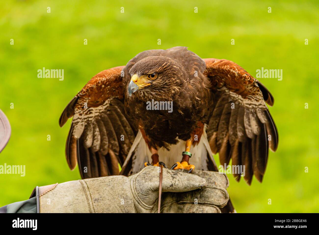 Un cerf-volant noir à la main gantée d'un fauconère, Kielder Water Bird of Prey Center, Kielder Forest, Northumberland, Royaume-Uni. Octobre 2018. Banque D'Images