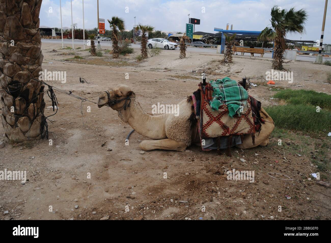 Camel dromadaire dans le désert en Israël Banque D'Images