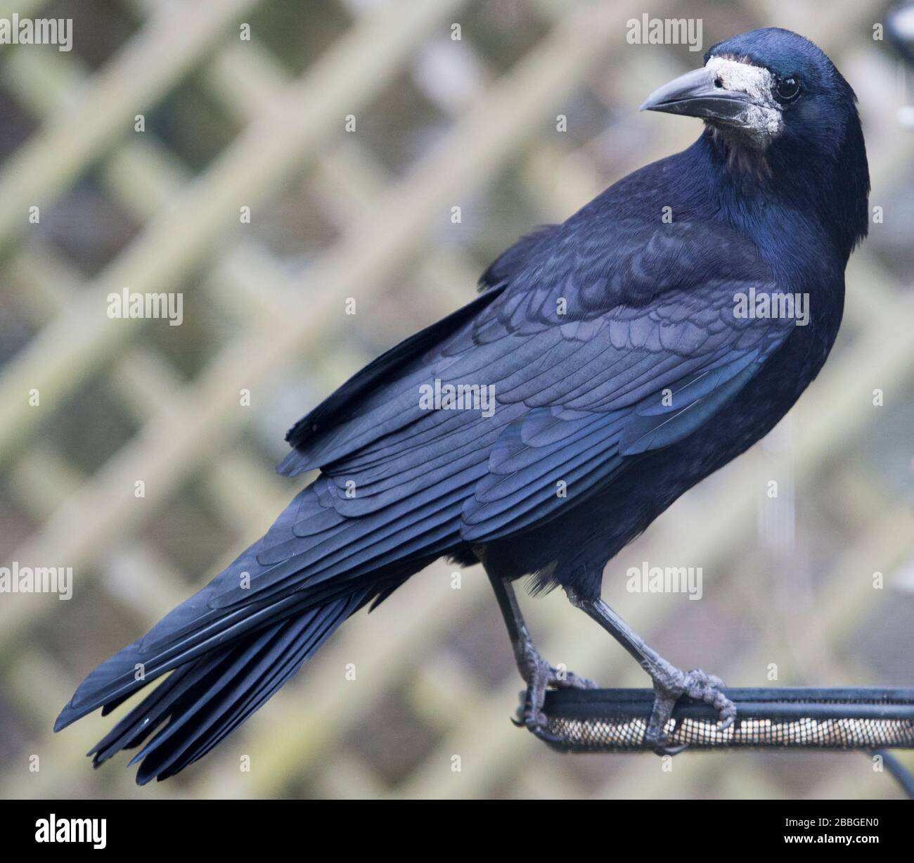 A Rook, (Corvus frugilegus) sur une station d'alimentation d'oiseaux dans un jardin, Livingston, Écosse. Banque D'Images