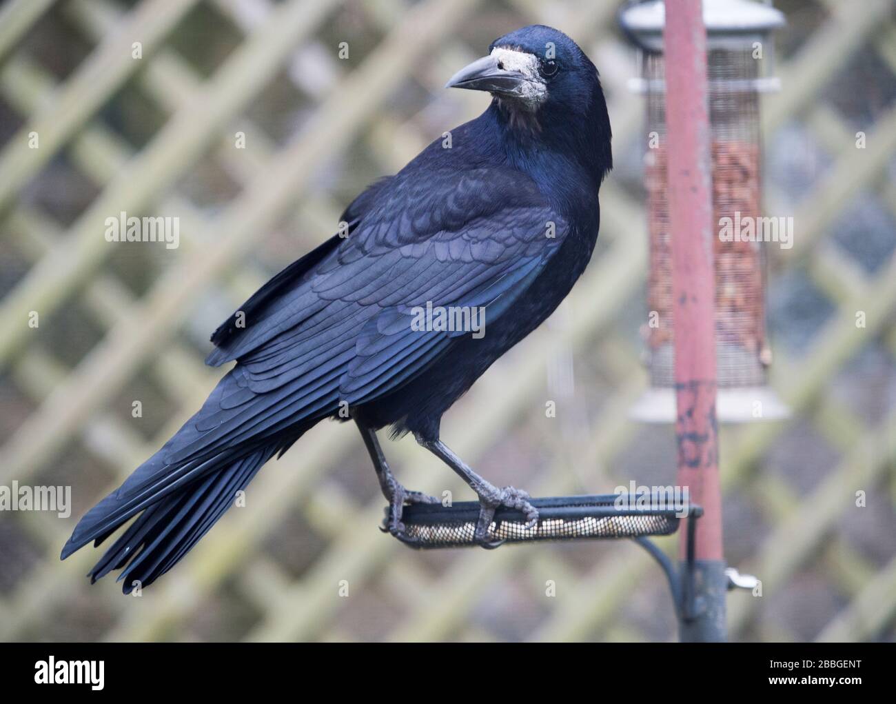 A Rook, (Corvus frugilegus) sur une station d'alimentation d'oiseaux dans un jardin, Livingston, Écosse. Banque D'Images