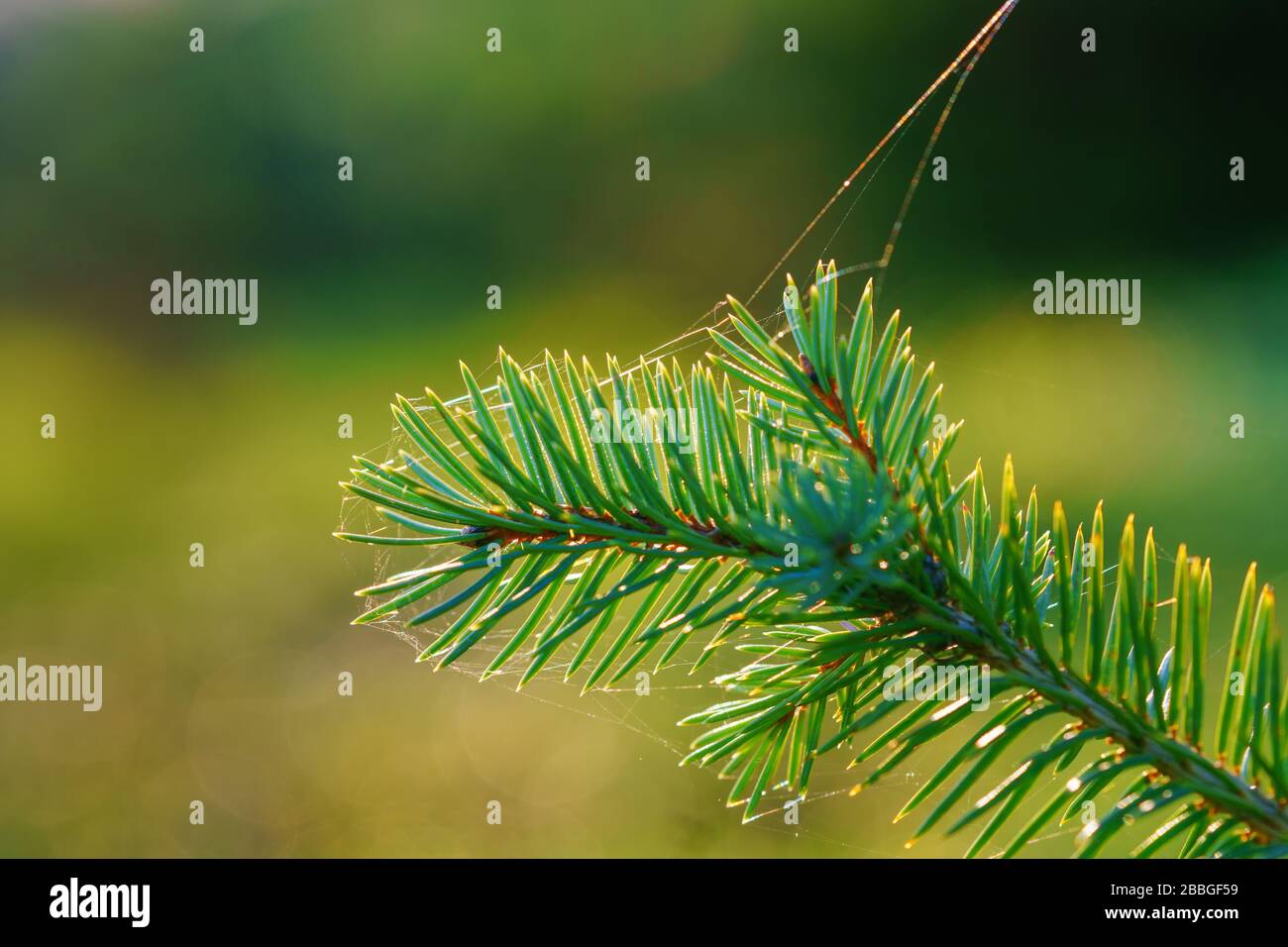 Jeunes pousses d'un sapin (sapin Nordmann ou sapin Caucaisan) recouvert de toile d'araignée rétroéclairé par lumière chaude du soleil du matin. Gros plan, macro, espace de copie Banque D'Images