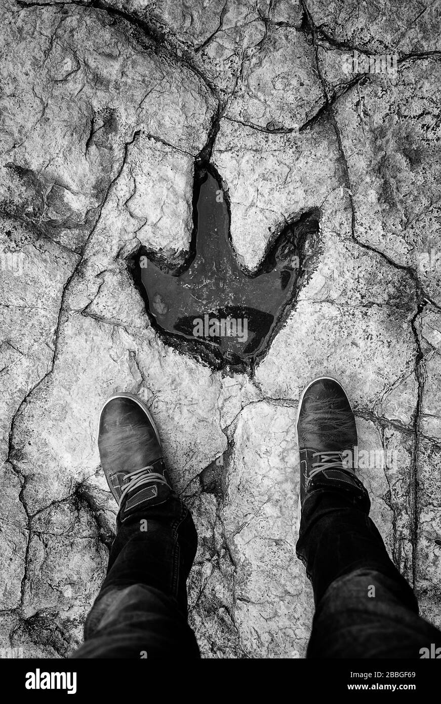 Empreinte des dinosaures dans la pierre, les mammifères et les animaux éteints Banque D'Images