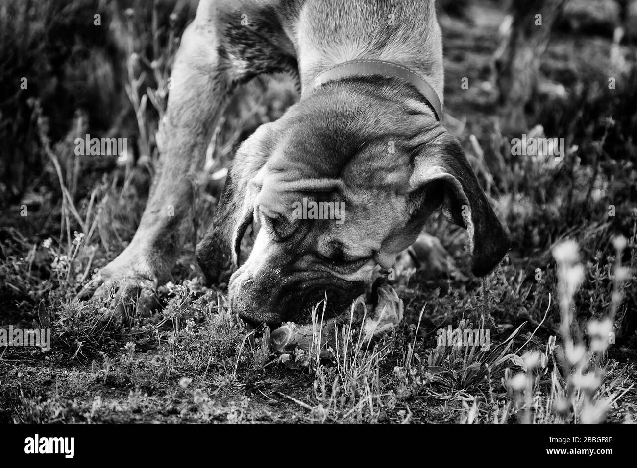 Chasseur de chien qui mange des os dans le champ, les animaux et la nature Banque D'Images