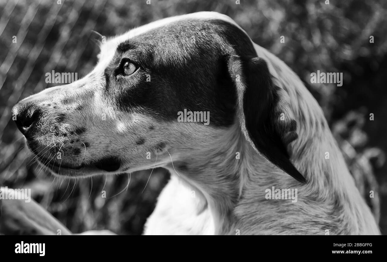 Chiens dans la rue avec les gens marchant, les animaux et la nature Banque D'Images