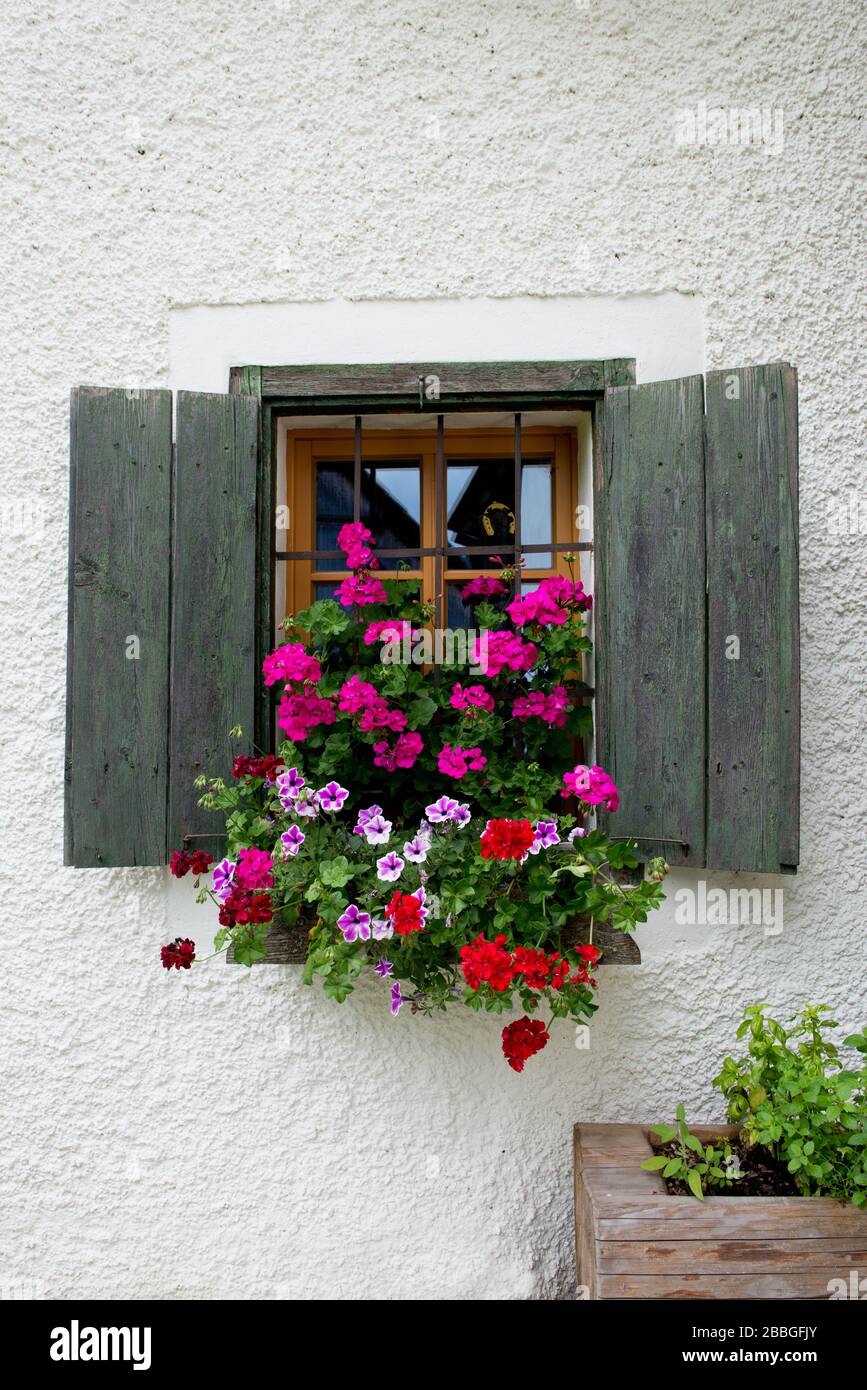 Détail de la ferme alpine avec fenêtre avec volets verts et géraniums Banque D'Images