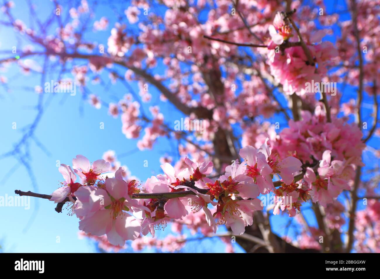 Rêve de fleurs d'amande rose au printemps, Costa Blanca, Espagne Banque D'Images