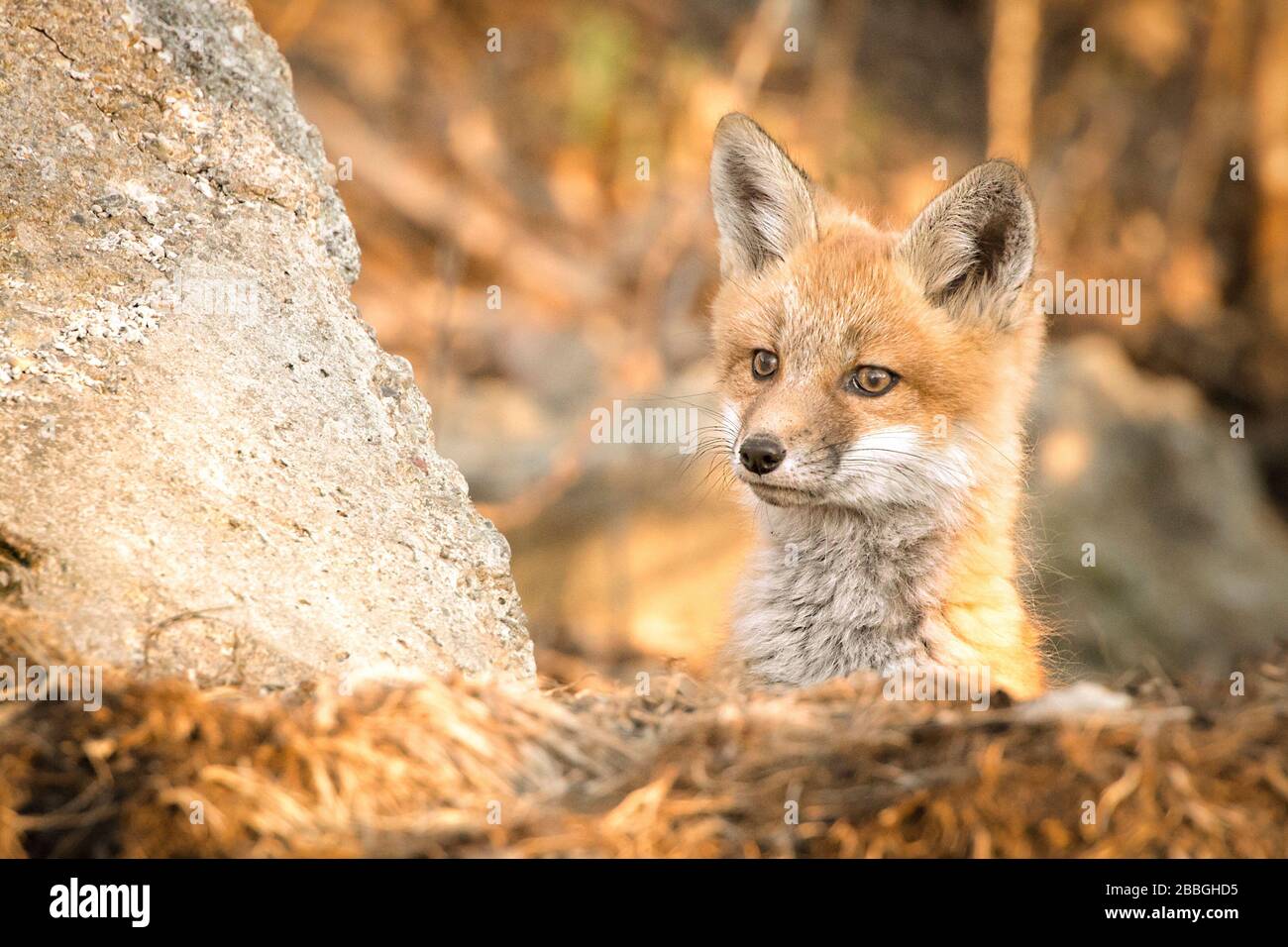 Curieux renard de bébé à Winnipeg Manitoba Canada Banque D'Images