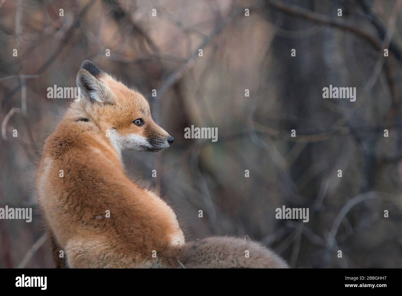 Renard de bébé à Winnipeg Manitoba Canada Banque D'Images