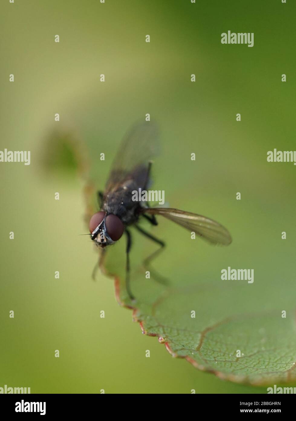 Close-up of fly on leaf Banque D'Images