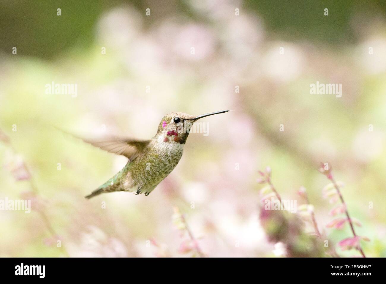 Hummingbird hoving à côté d'une fleur en fleurs dans Horseshoe Bay, Texas, États-Unis Banque D'Images