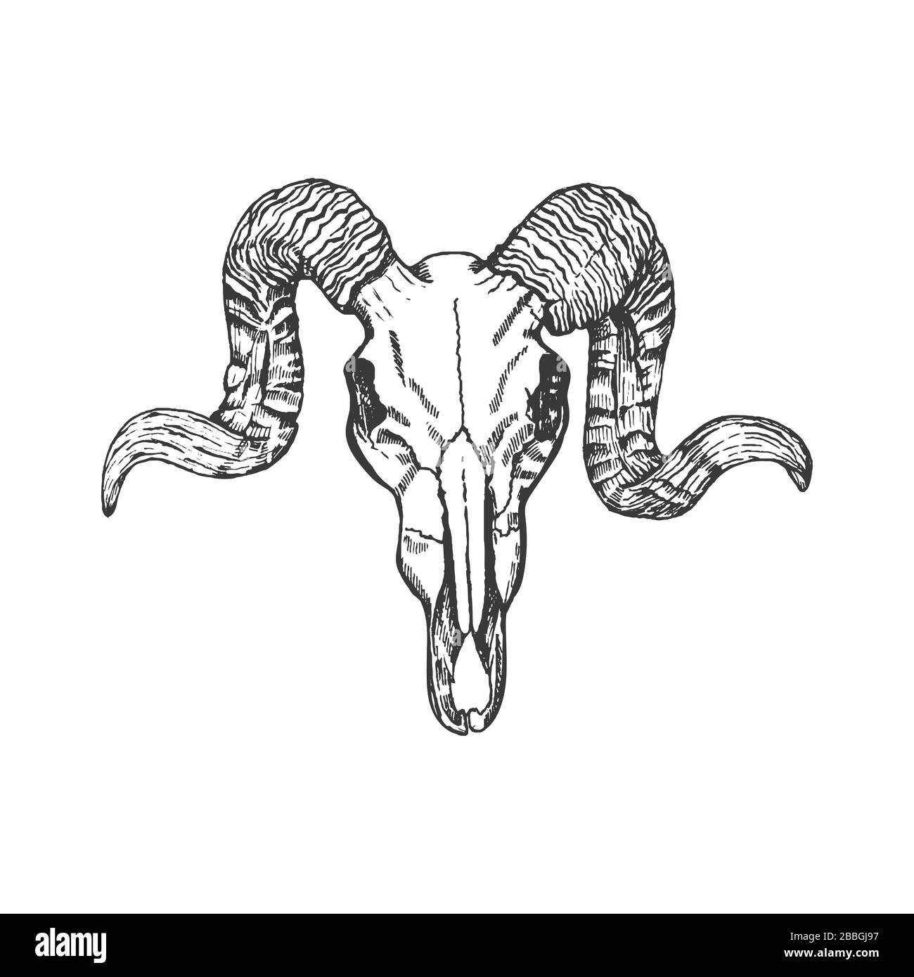 Crâne d'animal avec des cornes isolées sur fond blanc. Motif tatouage au crâne. Illustration de Vecteur