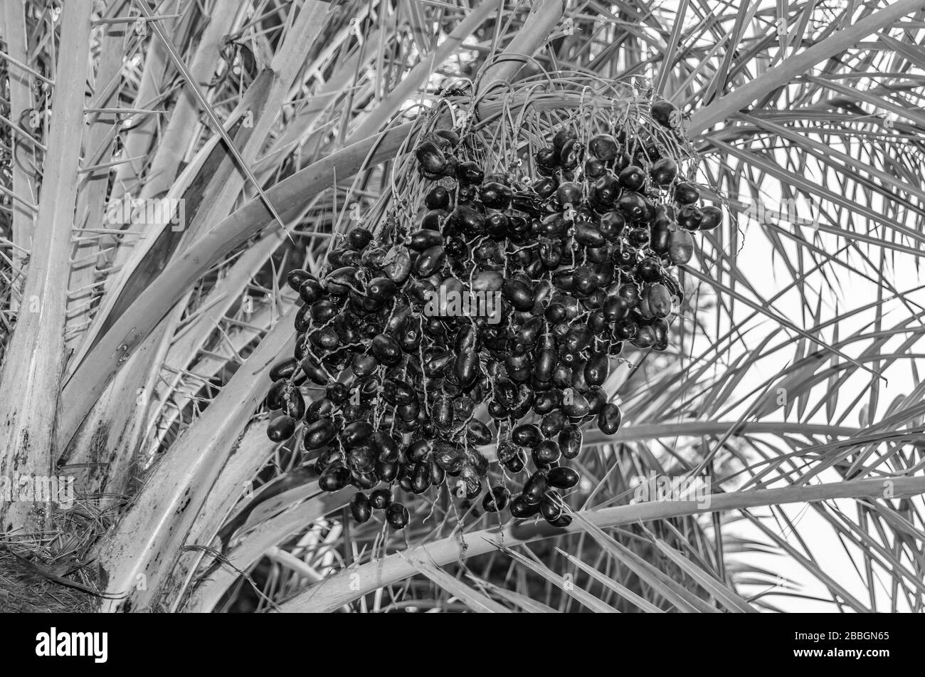Détail d'un palmier à dattes avec des fruits déchirés, image en noir et blanc Banque D'Images