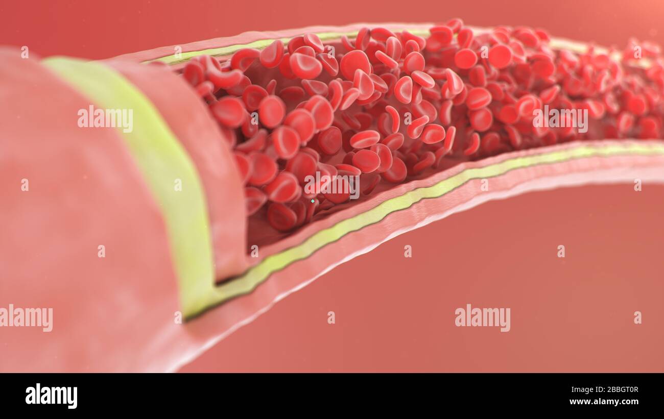 Vue artère transversale. Globules rouges à l'intérieur d'une artère, veine. Un flux sanguin sain. Concept scientifique et médical. Transfert d'éléments importants Banque D'Images