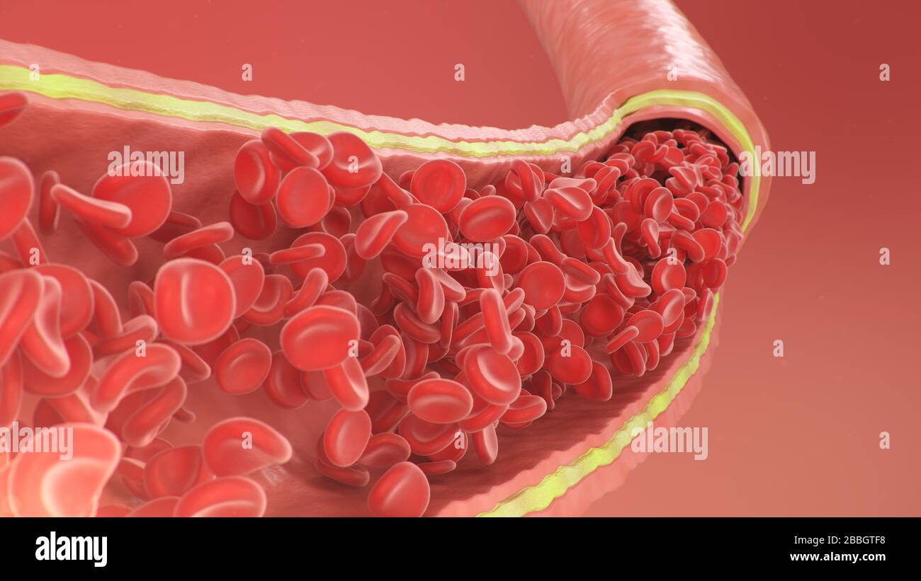 Vue artère transversale. Globules rouges à l'intérieur d'une artère, veine. Un flux sanguin sain. Concept scientifique et médical. Transfert d'éléments importants Banque D'Images