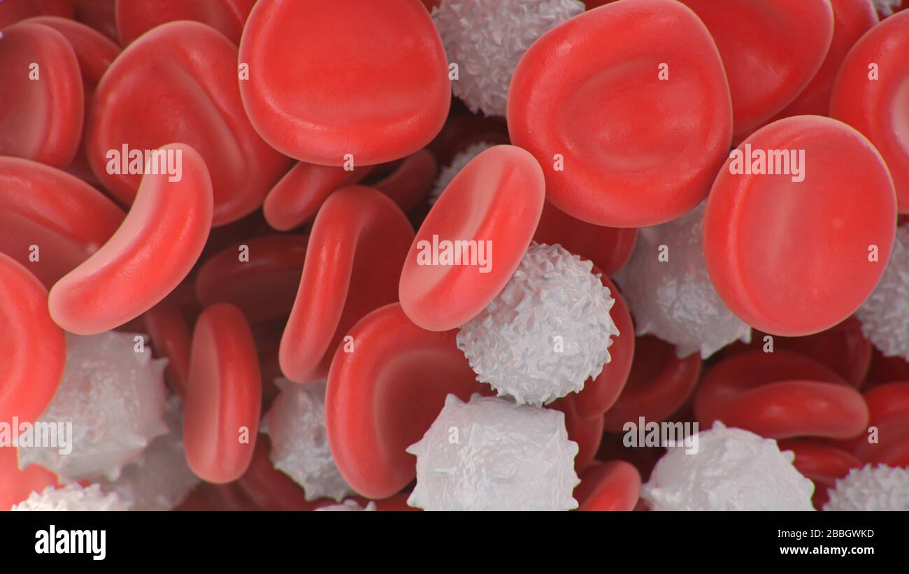 Globules rouges avec des globules blancs qui sont immunisés. Concept microbiologique scientifique et médical. Enrichissement avec de l'oxygène et des nutriments. Transfert Banque D'Images