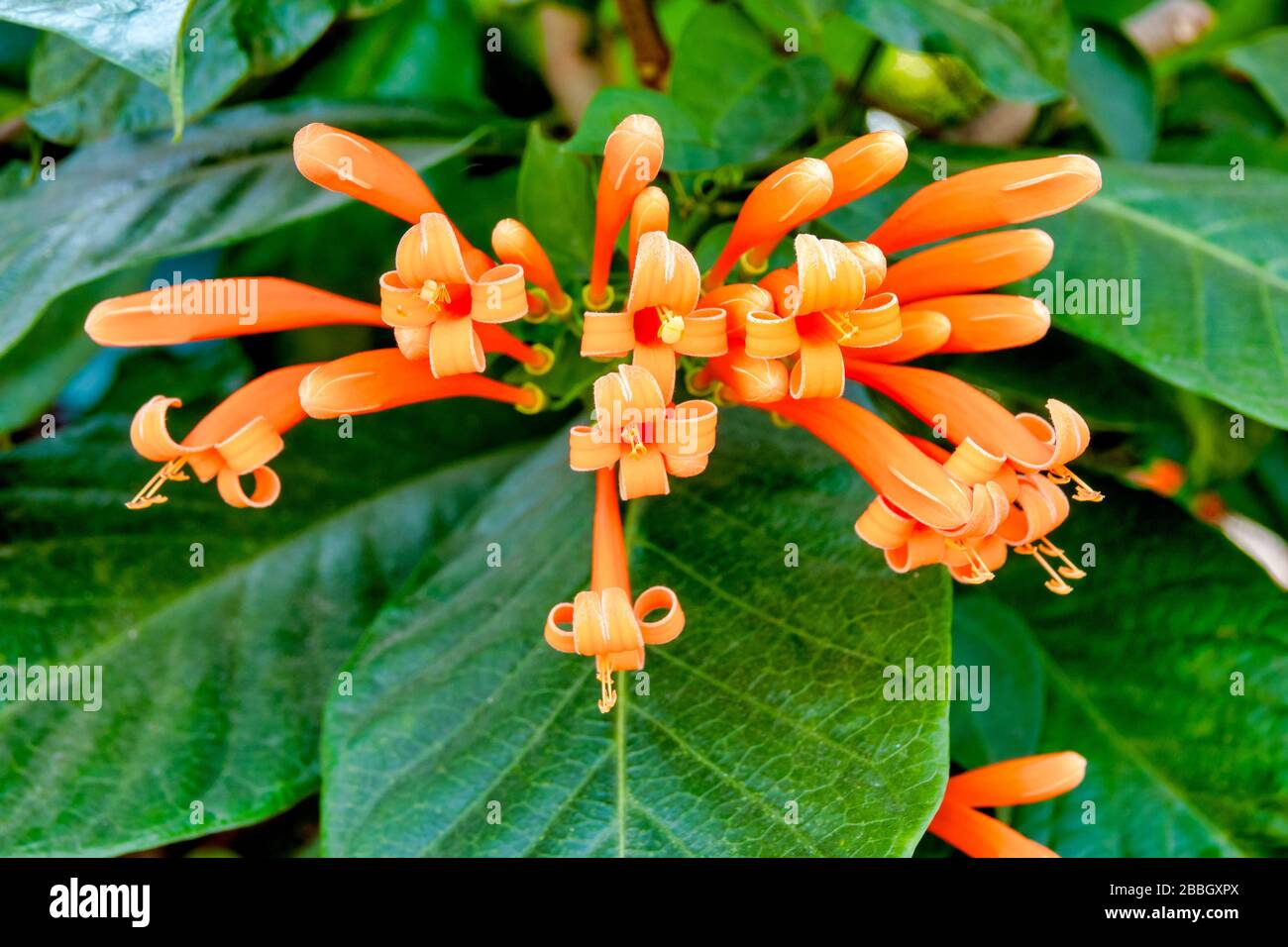 Gros plan sur une Viine de Trumpet orange (Pyrostegia venusta) Banque D'Images