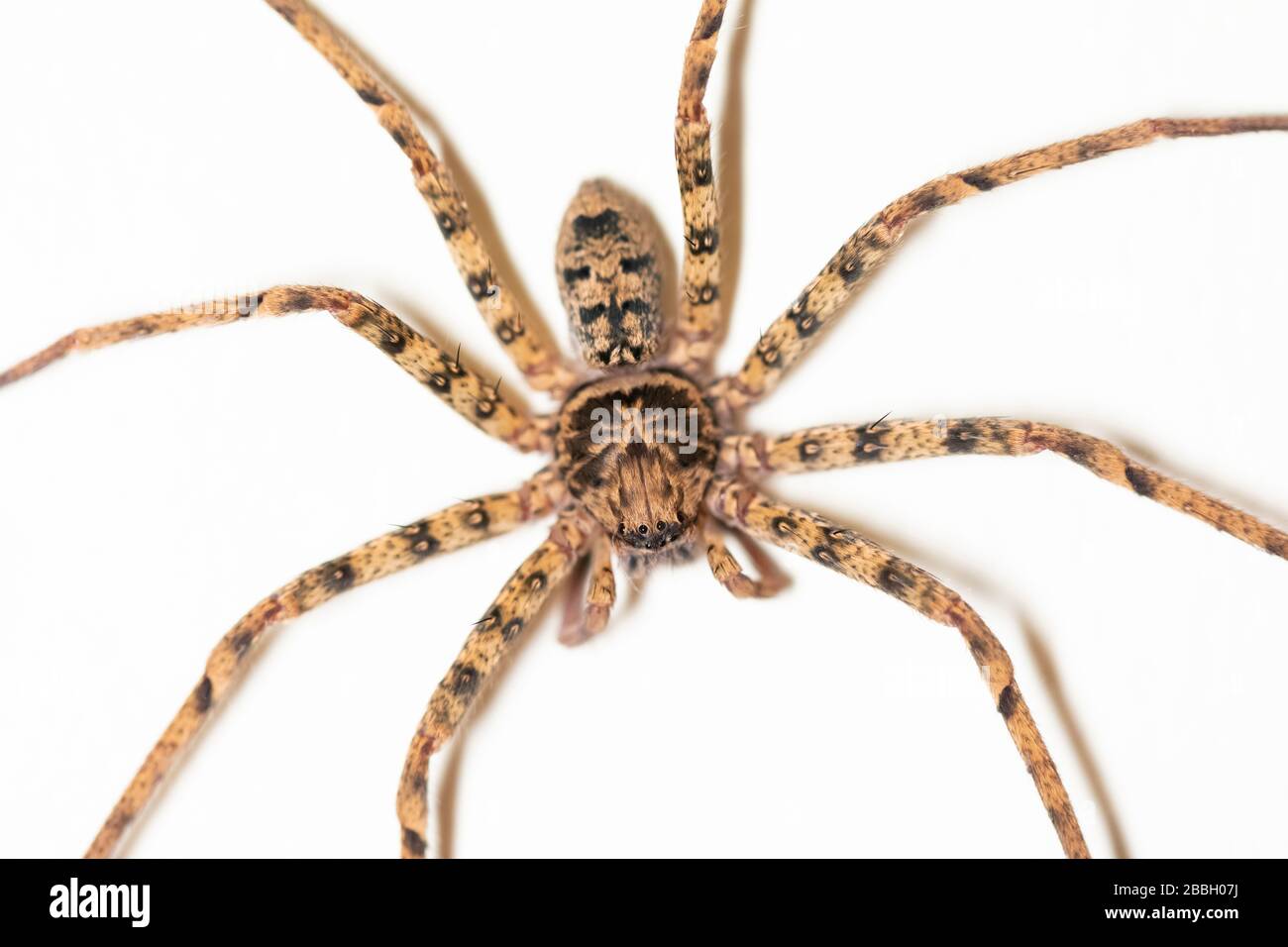 Une grande araignée marron et noire sur un mur blanc Banque D'Images