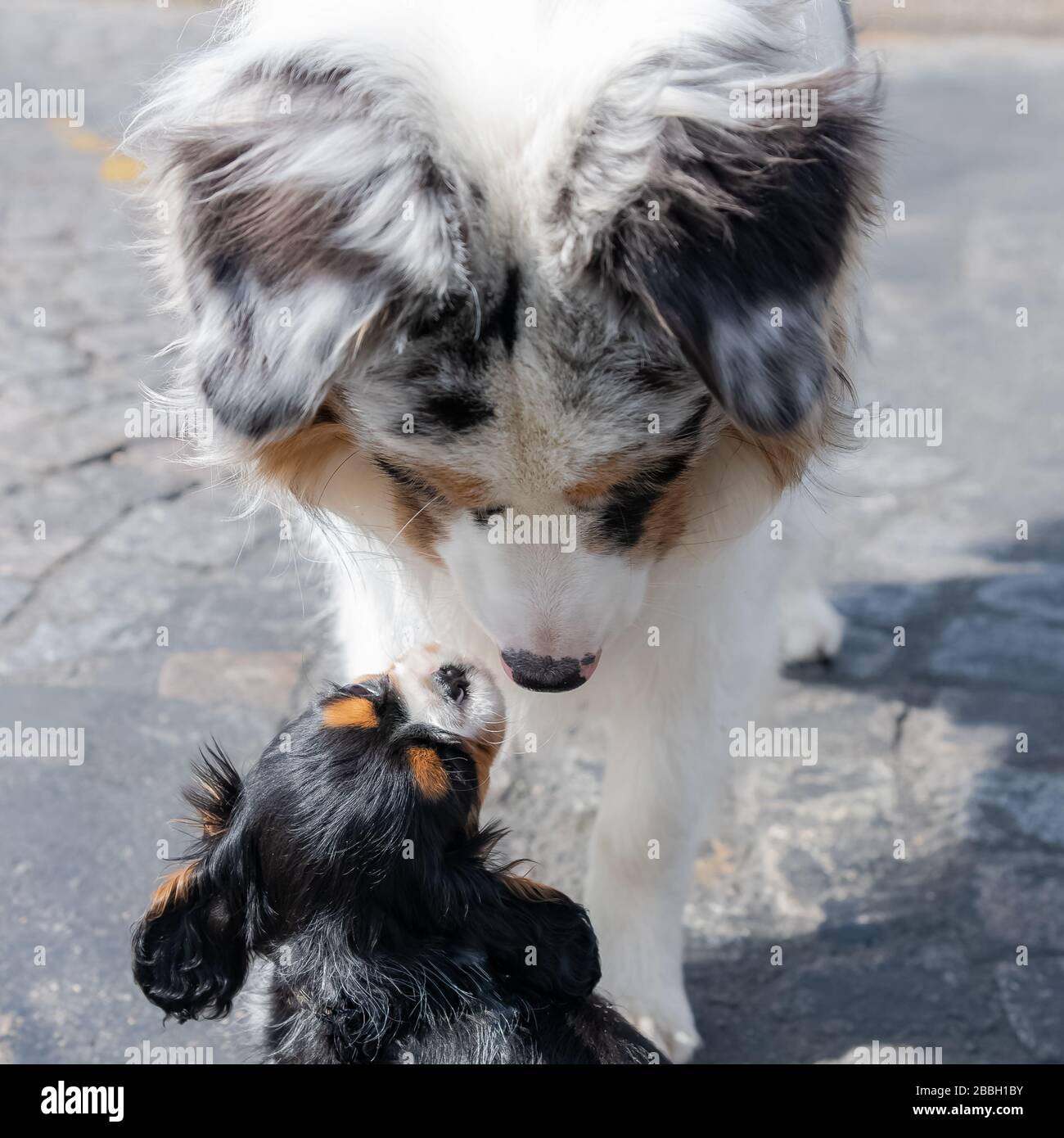 Un Chien Roi Charles Un Chiot Mignon Embrassant Une Frontiere Collie Photo Stock Alamy