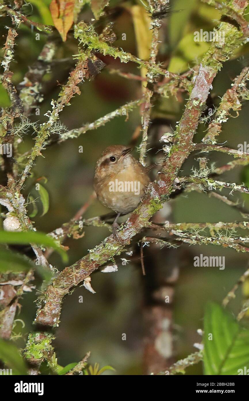 Mountain Wren (Troglodytes solstitialis) adulte perché sur la branche Owlet Lodge, Pérou Février Banque D'Images