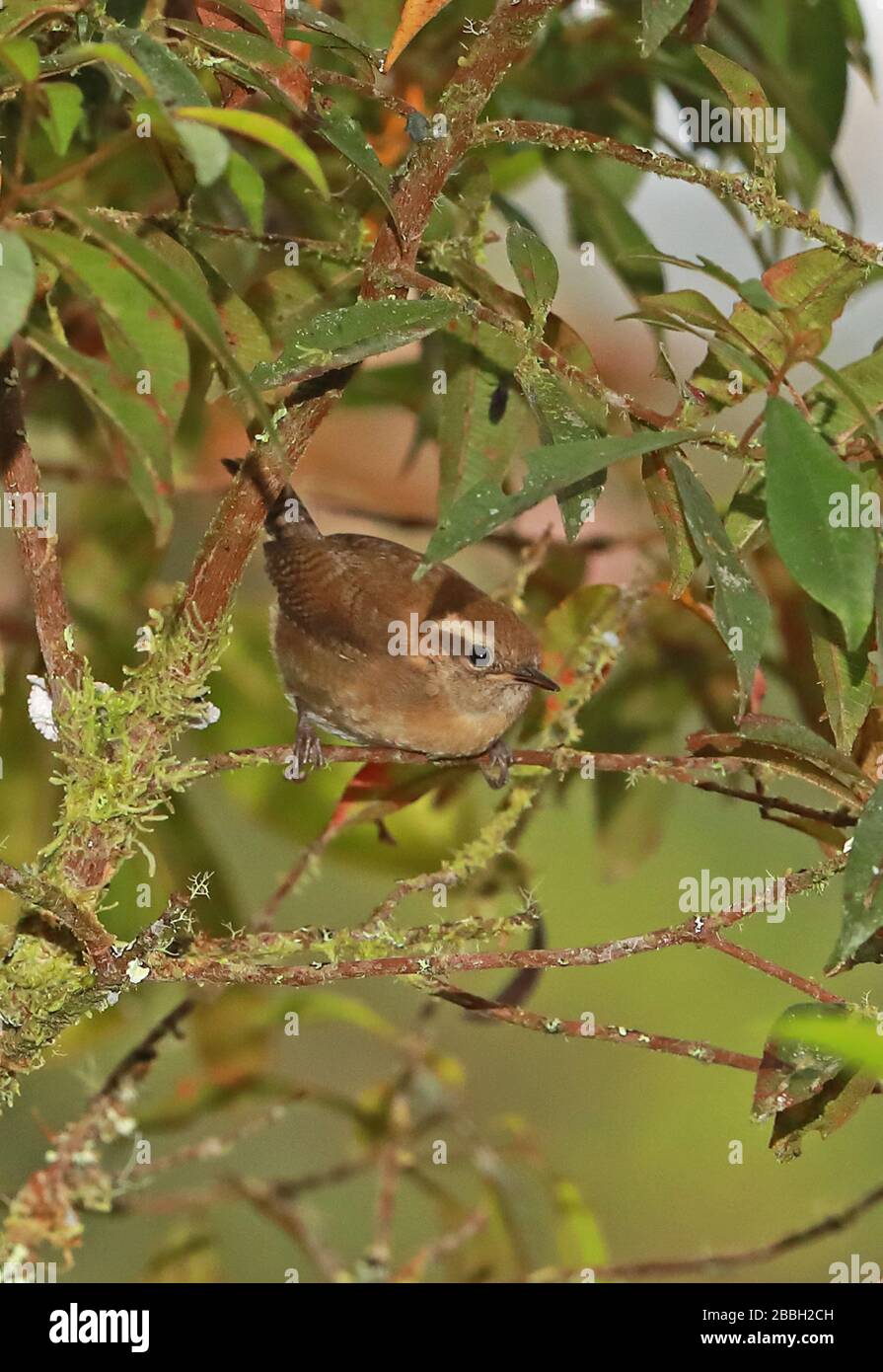 Mountain Wren (Troglodytes solstitialis) adulte perché sur la Twig Owlet Lodge, Pérou Février Banque D'Images