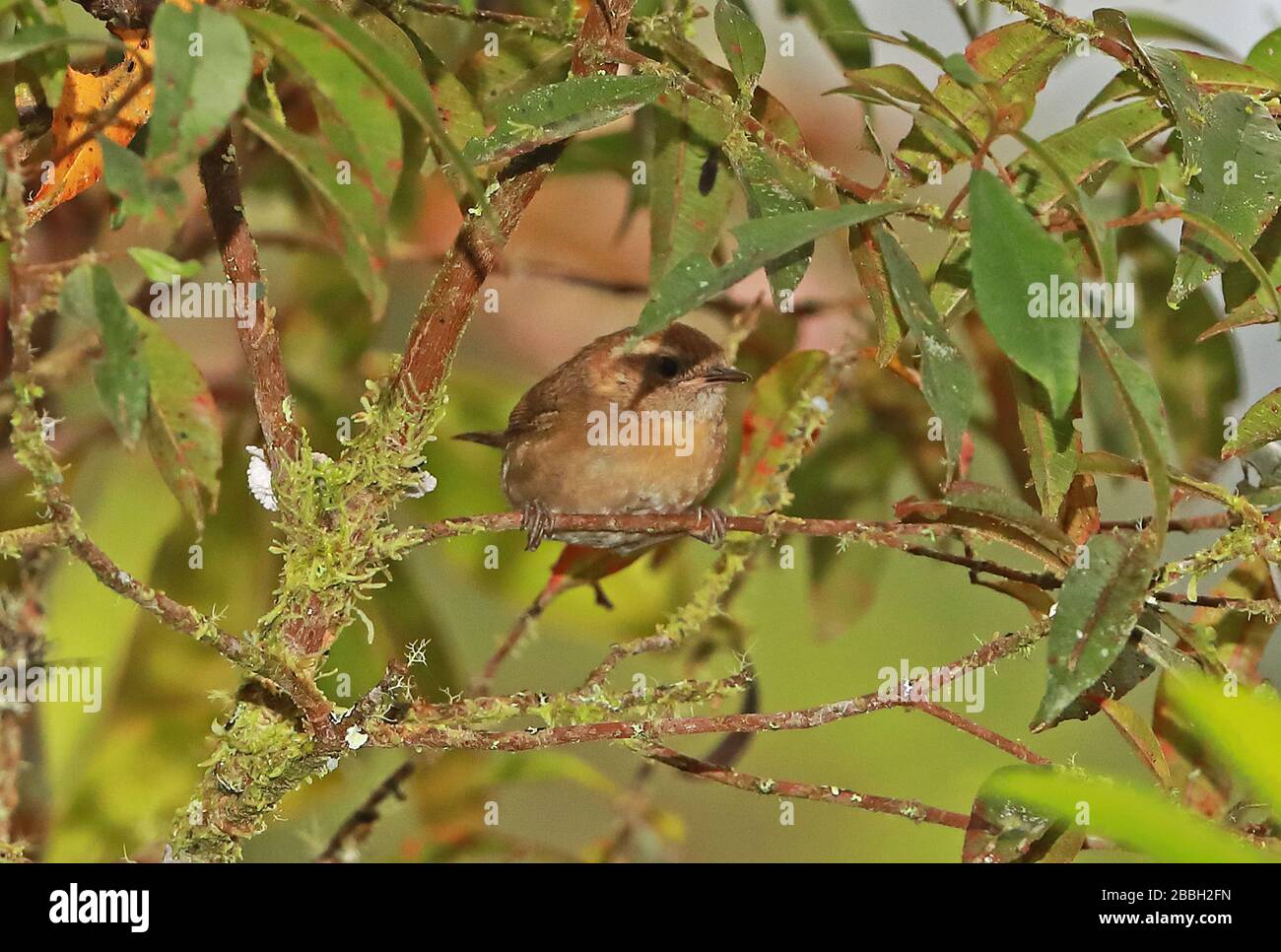 Mountain Wren (Troglodytes solstitialis) adulte perché sur la Twig Owlet Lodge, Pérou Février Banque D'Images