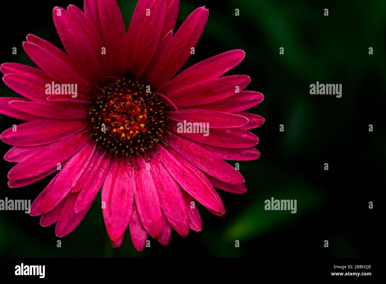 Naturel, imparfait rose Gerber Daisy en fleur Banque D'Images