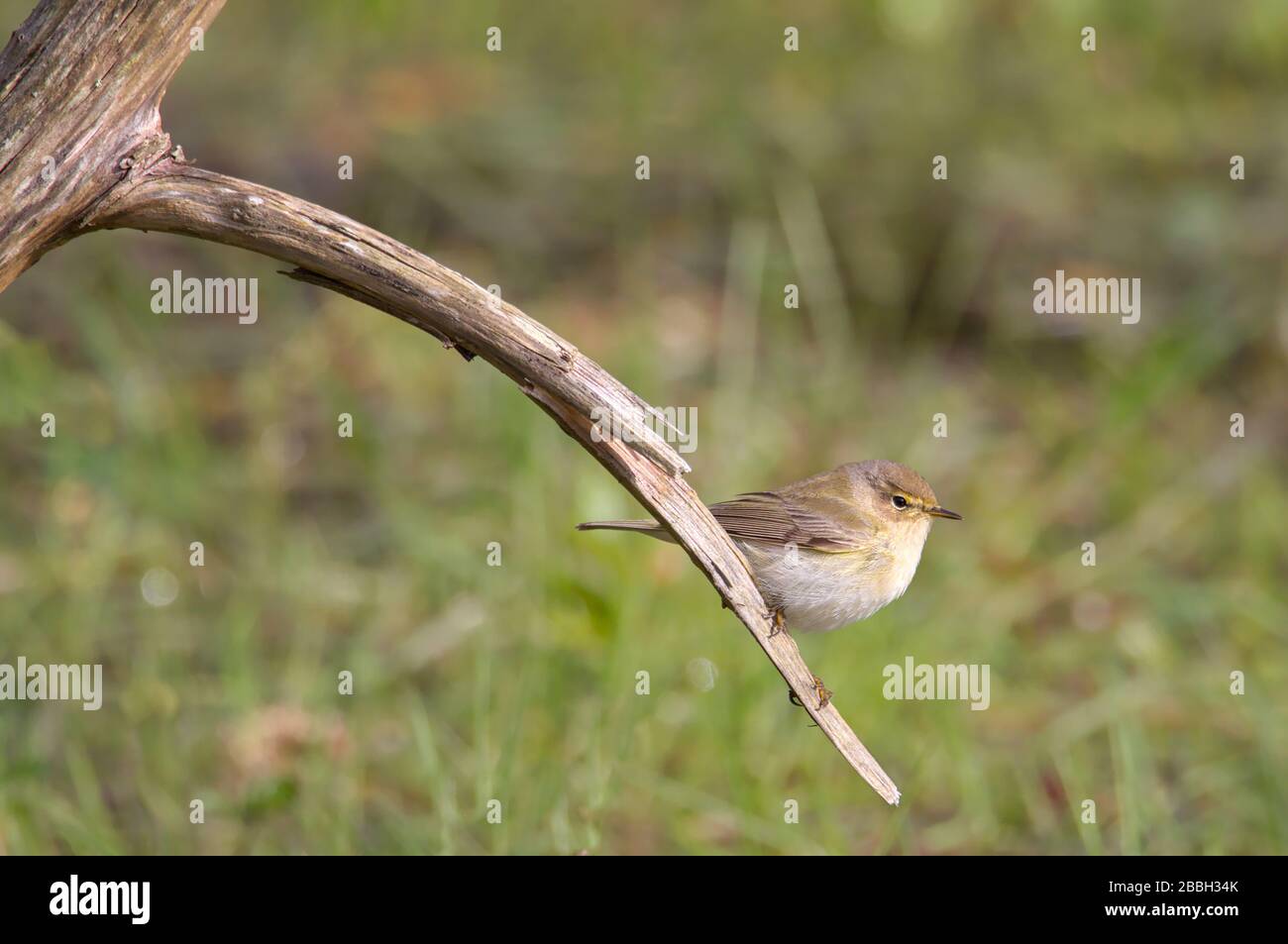 Chiffleff, Phylloscopus collybita, perché sur une branche au-dessus D'UN étang à la recherche d'insectes. Prise à Stanpit Marsh Royaume-Uni Banque D'Images