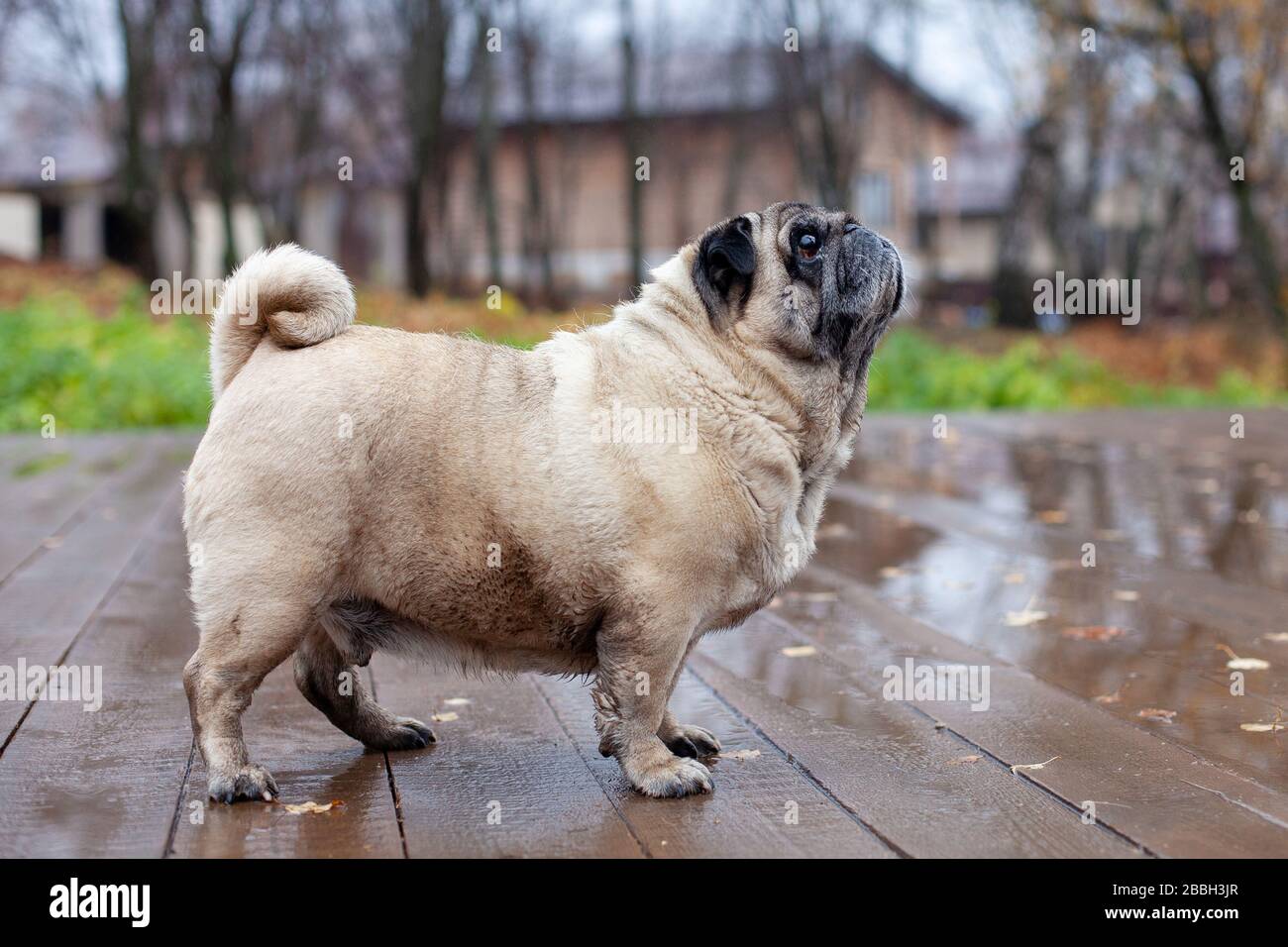 un vieux pug se tient sur un parquet dans le parc d'automne Banque D'Images