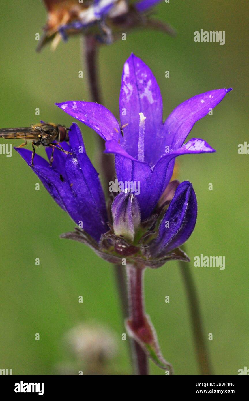 Bellower en grappe, 'Campanula glomerata', avec mouche, commune localement dans la prairie de craie, été, Wiltshire.UK Banque D'Images