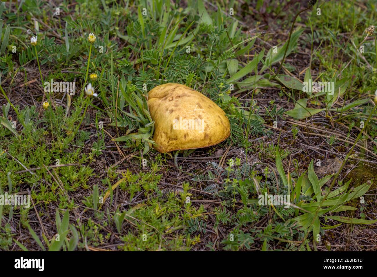 Champignons sur le sol. C'est un champignon court et délicieux qui pousse dans un parc national en Bulgarie. Banque D'Images