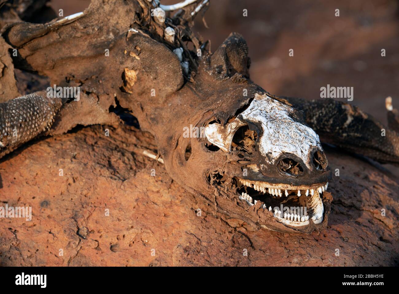 Terre Iguana Isla Seymour Norte Iles Galápagos Banque D'Images