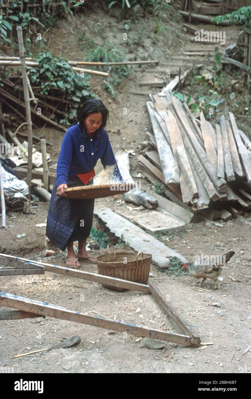 Une femme lao en robe traditionnelle jette du riz dans l'air d'un plateau tissé à Luang Prabang, au Laos. Ce fauchage permet à l'air de séparer les grains comestibles des tiges, du foin, de la menue paille et des insectes nuisibles. Elle a un panier en osier pour tenir le riz et un poulet piqu à travers les restes sur le sol. La ville de Luang Prabang est classée au patrimoine mondial de l'UNESCO. Banque D'Images