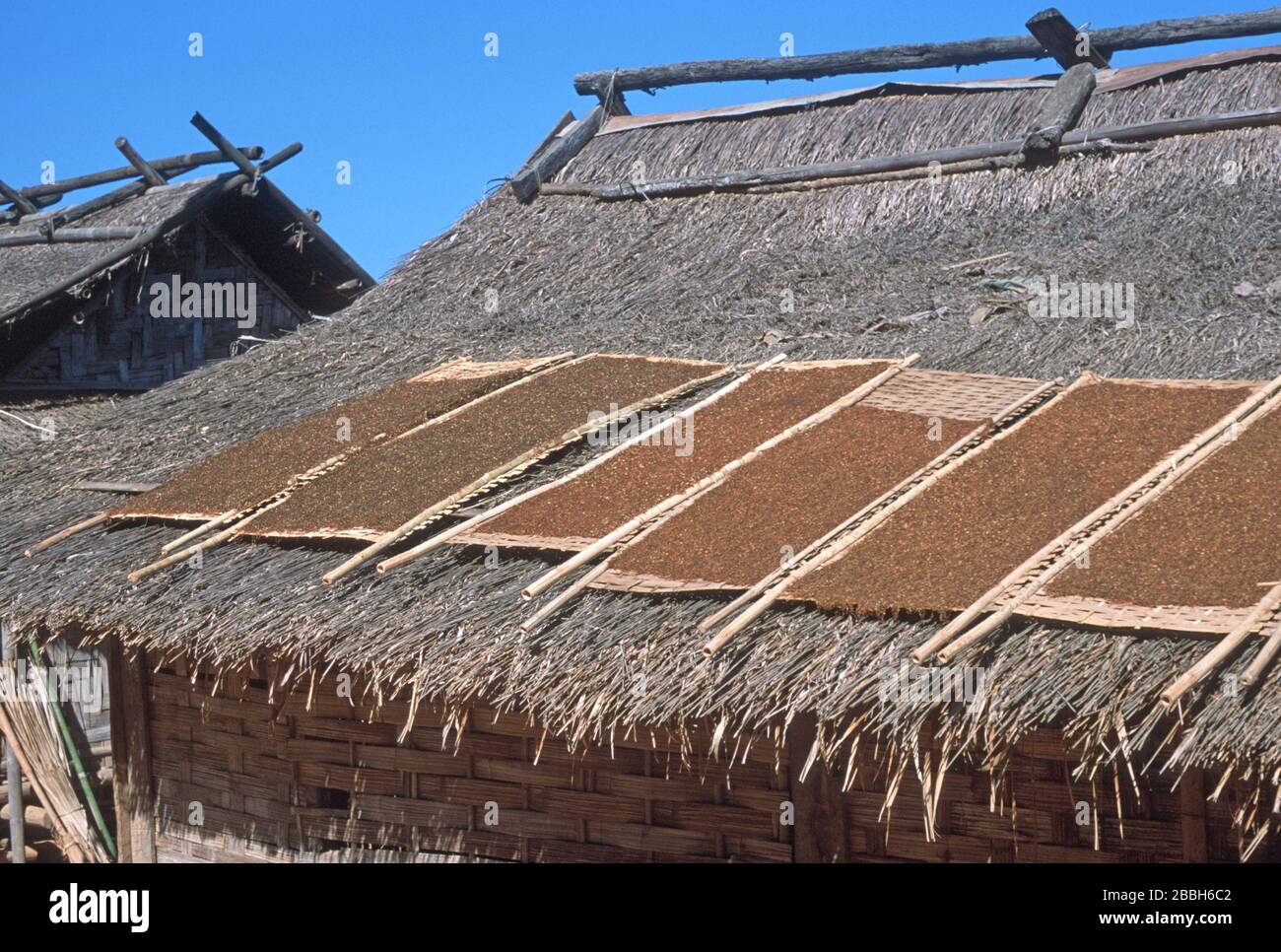 Croustillant de mauvaises herbes du Mékong séchant sur des cadres de bambou / de pointe sur les toits de chaume des maisons à Luang Prabang, Laos. L'herbe lao ou Kaipen / Kaiphaen / Khai Pene est une collation populaire, récoltée à partir du lit de la rivière. La ville de Luang Prabang est classée au patrimoine mondial de l'UNESCO. Banque D'Images