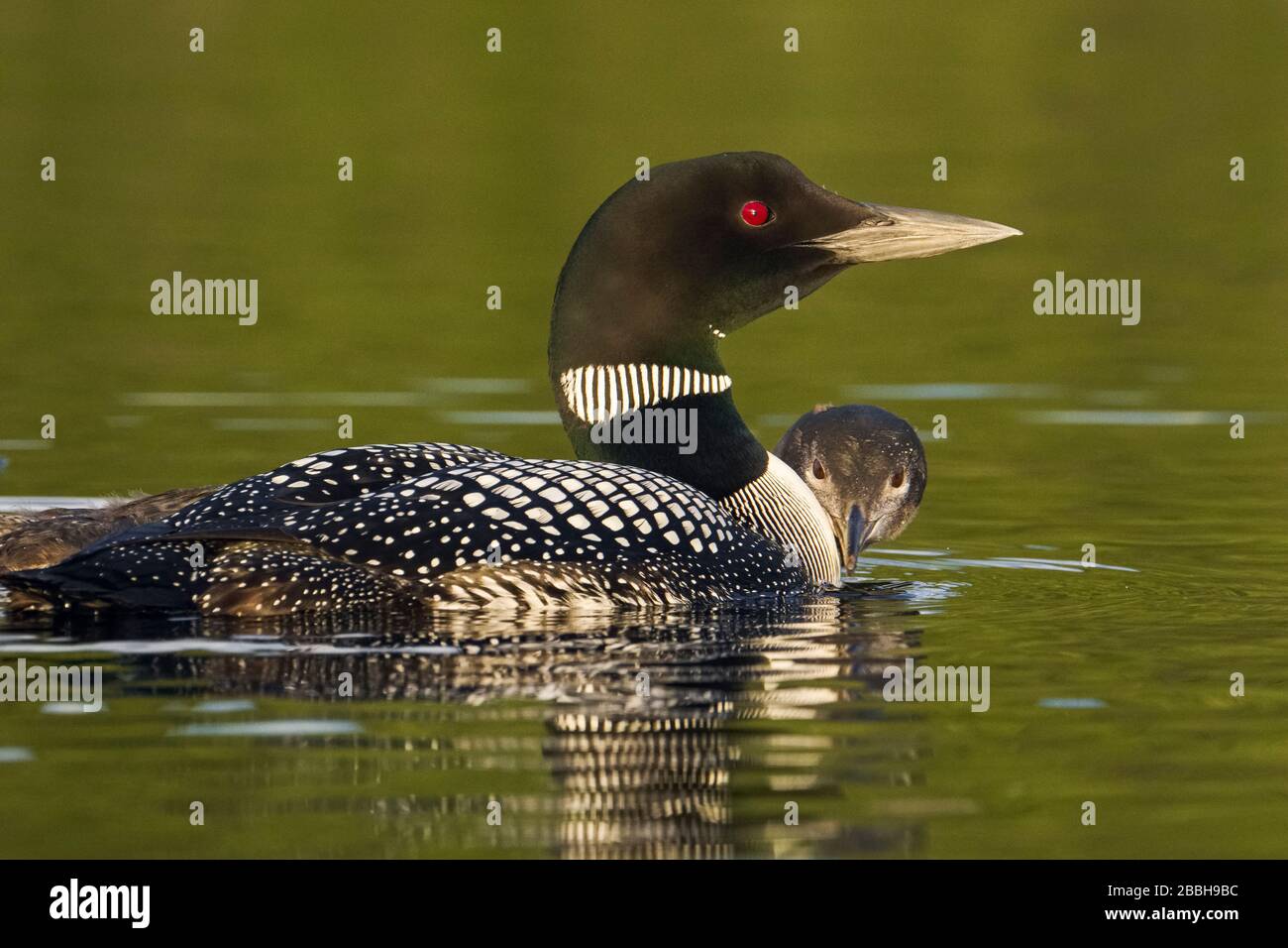 Loon commun adulte avec poussin, Gavia immer, Beaver Lake, Lake Country, Colombie-Britannique, Canada. Banque D'Images