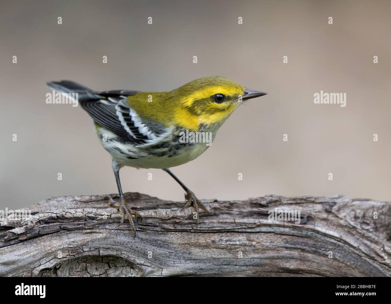 Un Paruline verte à gorge noire, Setophaga virens, à l'automne à Saskatoon, en Saskatchewan Banque D'Images