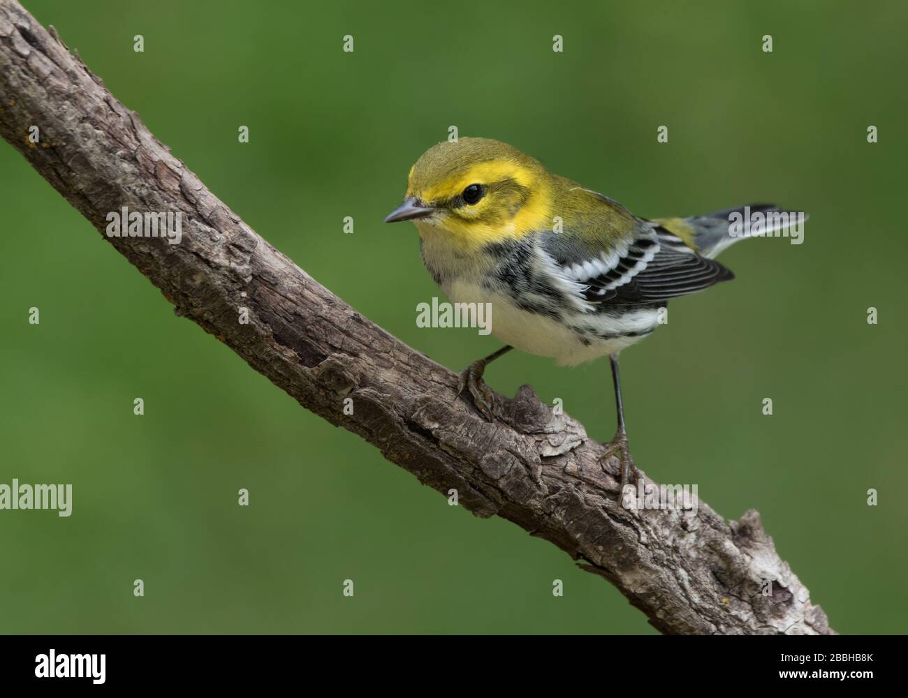 Un Paruline verte à gorge noire, Setophaga virens, à l'automne à Saskatoon, en Saskatchewan Banque D'Images